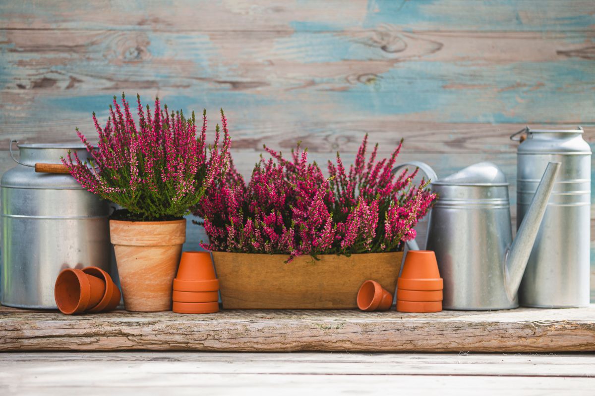 Calluna in vaso per abbellire il terrazzo