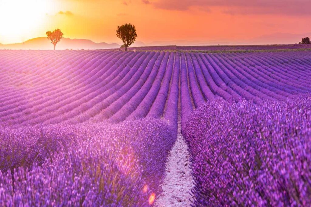 Come e quando piantare la lavanda: ecco il momento migliore