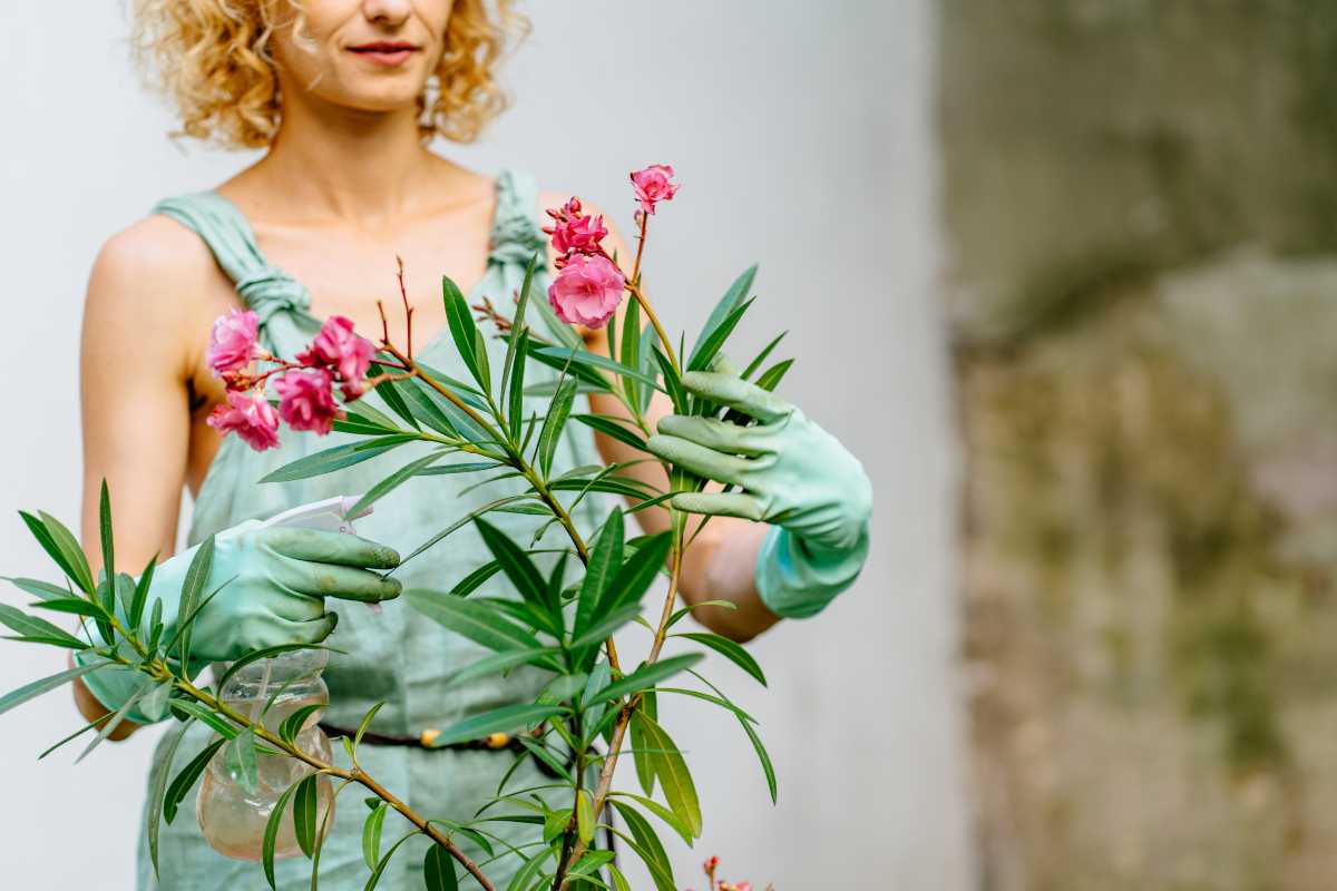 Come mantenere il tuo oleandro pieno di fiori fino all’autunno: i trucchi da sapere