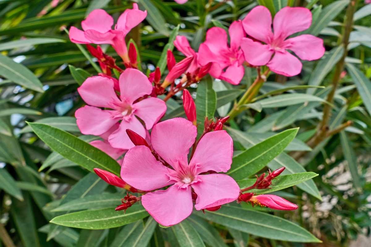 Come mantenere il tuo oleandro pieno di fiori fino all’autunno: i trucchi da sapere