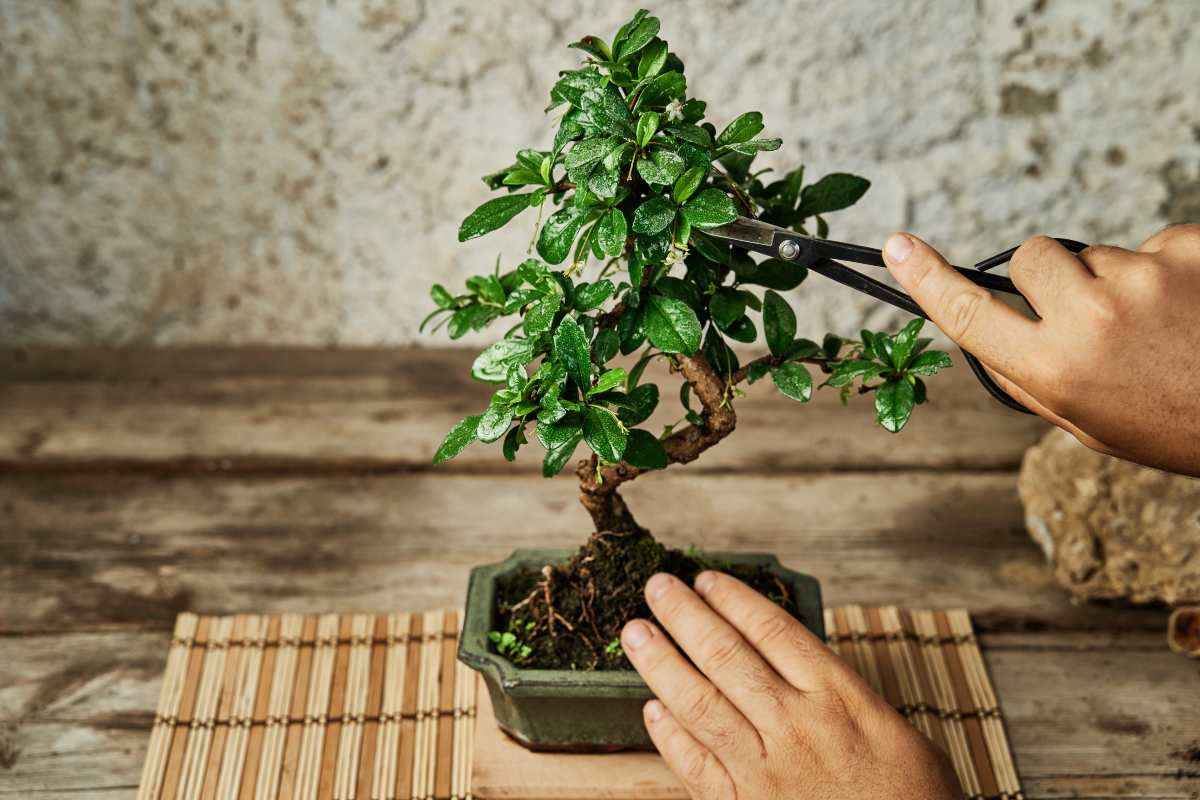 Come potare correttamente un bonsai