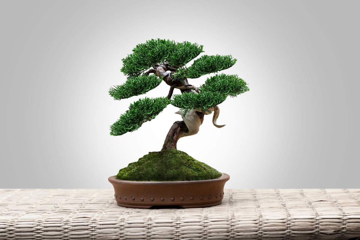 Come potare correttamente un bonsai