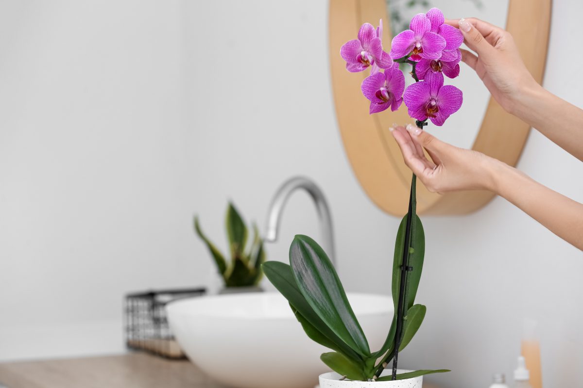 Come salvare la tua orchidea dalle foglie gialle