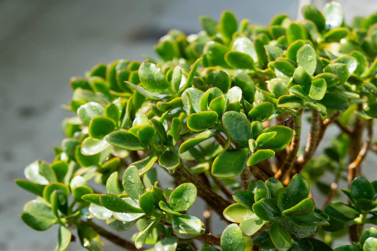 Crassula Ovata