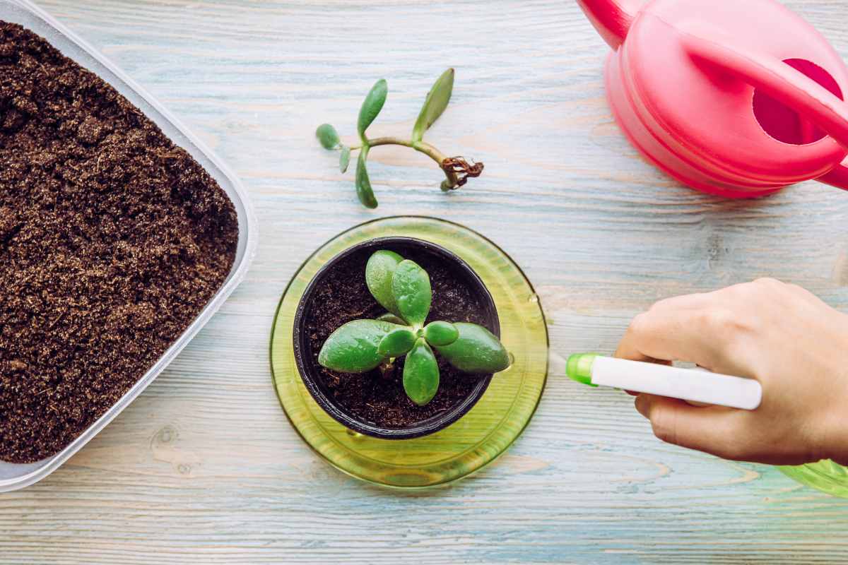 Crassula Ovata