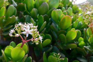 Crassula ovata