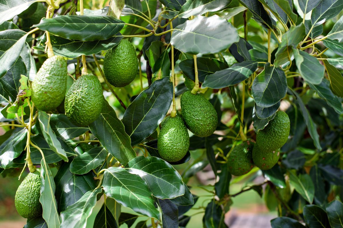 Fertilizzante per l'avocado