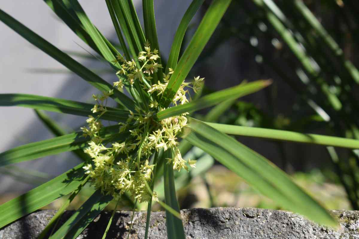 Cyperus alternifolius