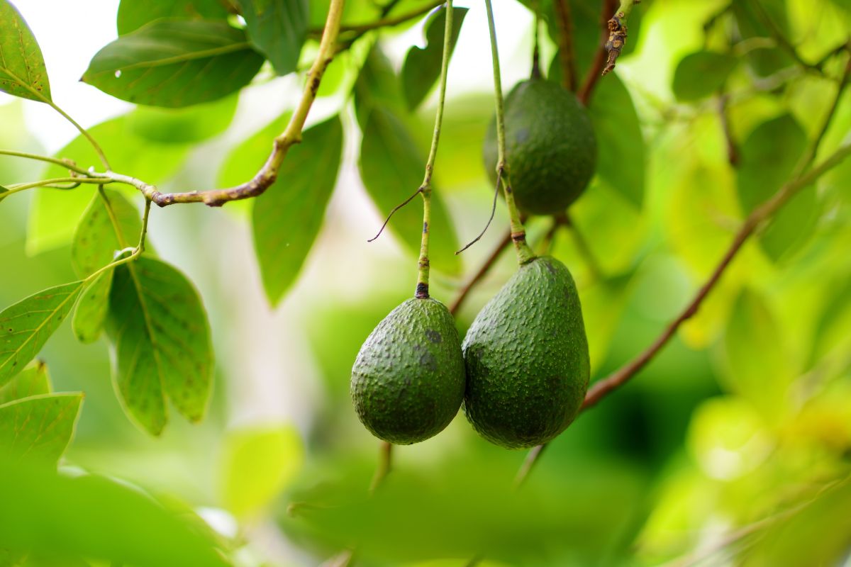 Creare un fertilizzante per l'avocado a costo zero