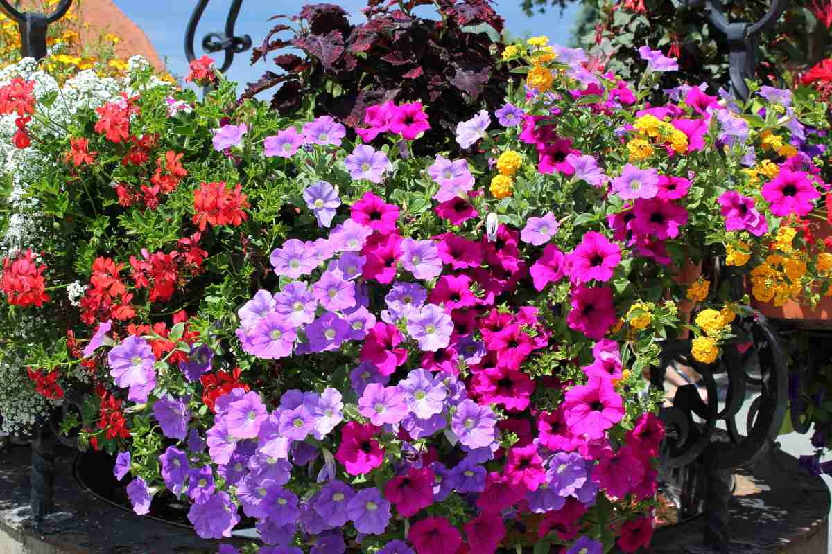 Fiori colorati per l’autunno