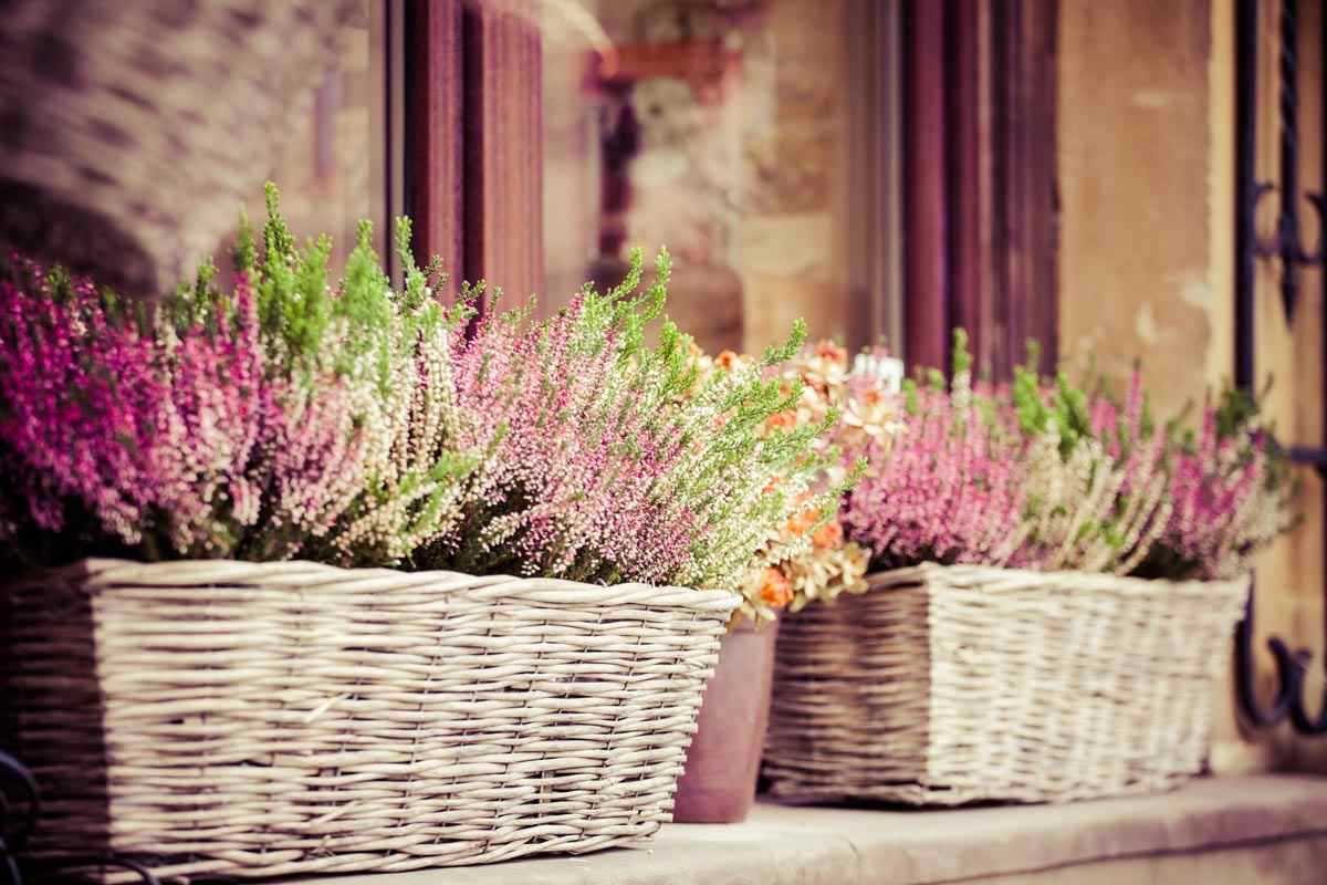 Giardino e balcone in fiore con l’Erica