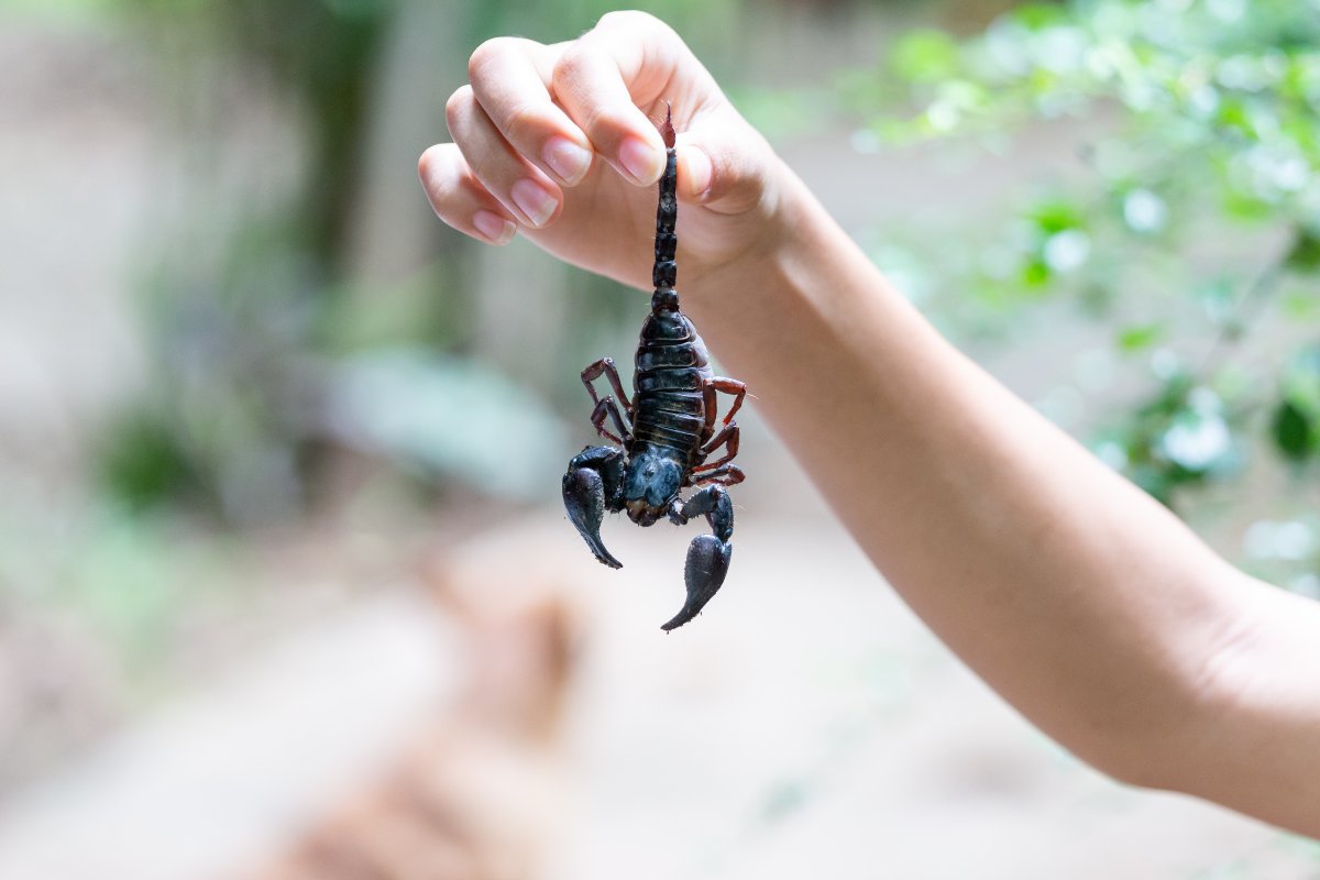 Gli scorpioni in casa