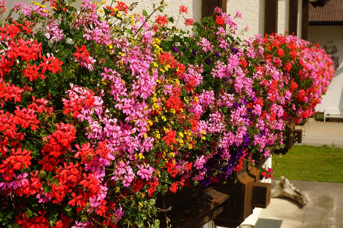 Piante per un balcone in pieno sole