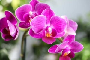 Il significato delle orchidee: scopri cosa simboleggia ogni colore