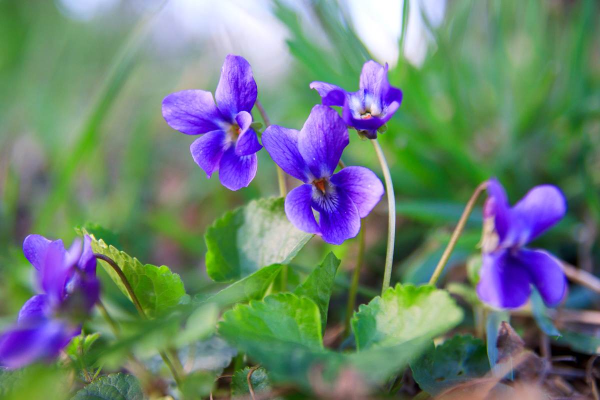 Le piante per un giardino rigoglioso in inverno