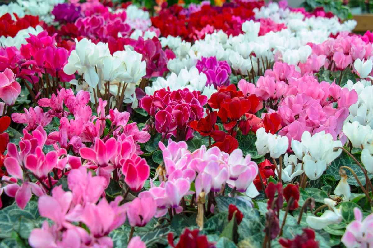 Le piante per un giardino rigoglioso in inverno