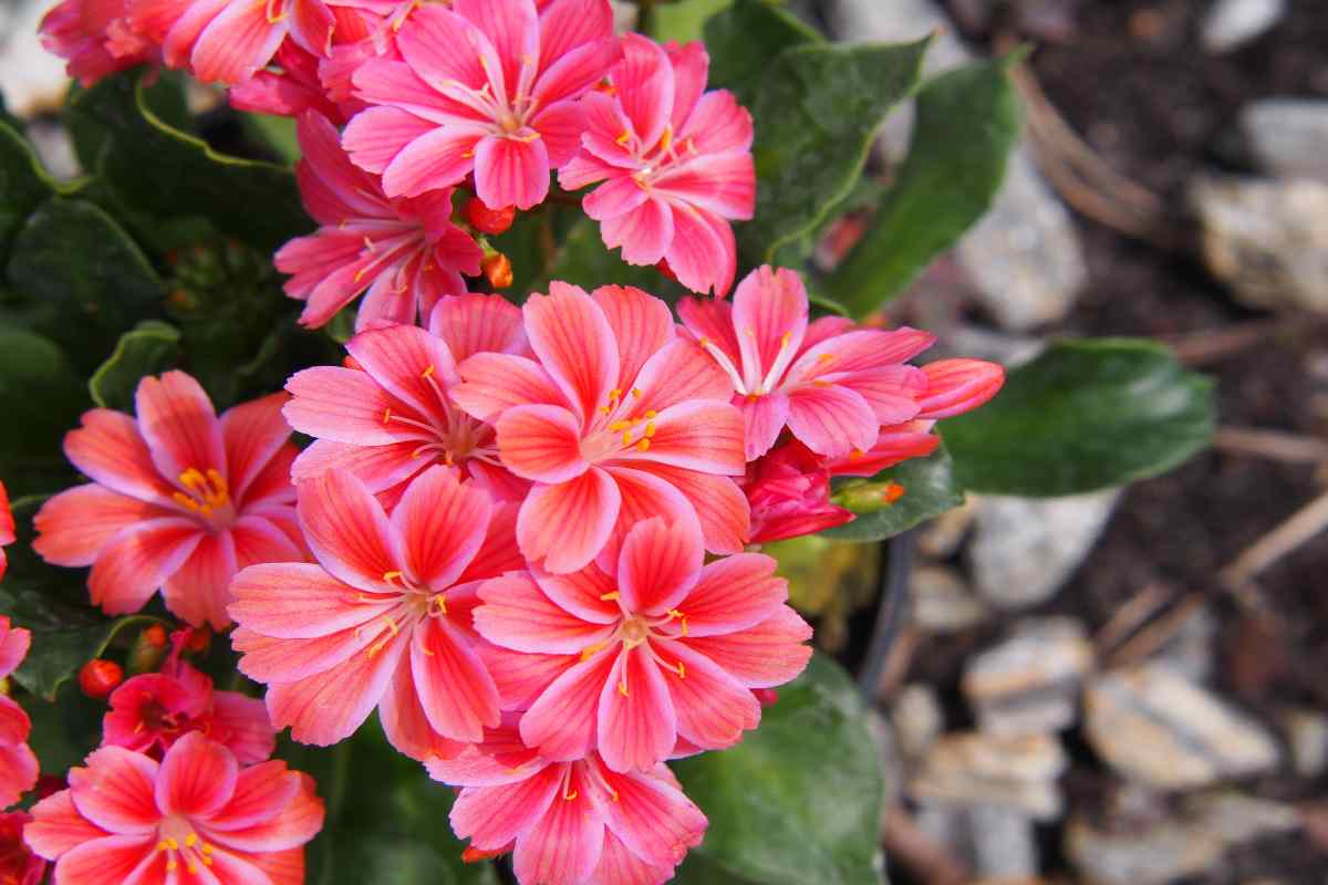 Lewisia