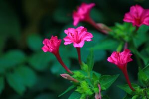 Mirabilis jalapa