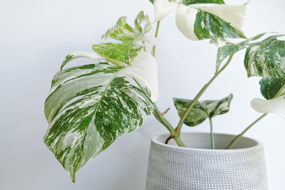 Monstera Variegata