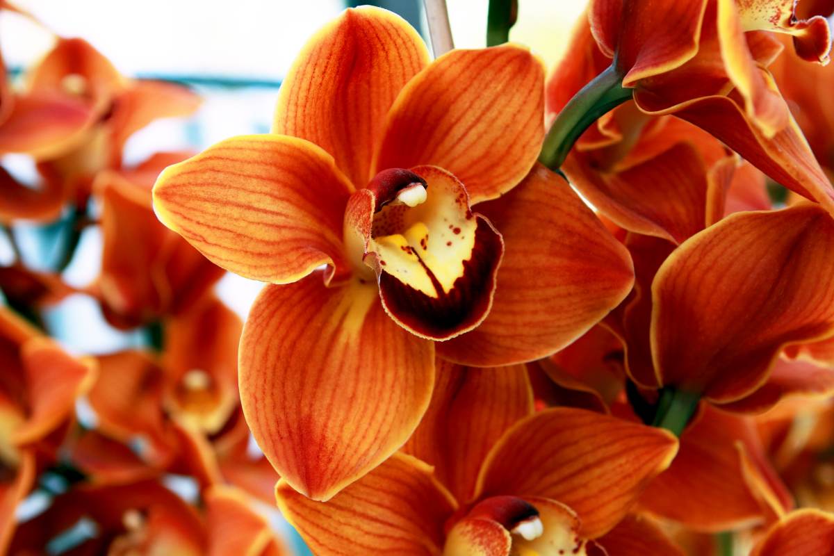 Orchidee arancioni: entusiasmo e creatività Le orchidee arancioni trasmettono entusiasmo, creatività e coraggio. Questo colore vivace è simbolo di energia positiva e di voglia di vivere, perfetto per celebrare nuovi inizi o per motivare chi sta affrontando una nuova sfida. Le orchidee arancioni rappresentano gioia e dinamismo, rendendole ideali per comunicare ottimismo e forza interiore. Sono un dono che ispira e che incita a guardare al futuro con determinazione e spirito positivo. Se vuoi incoraggiare qualcuno a perseguire i propri obiettivi con passione e audacia, regalare un’orchidea arancione è la scelta giusta.