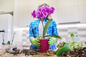 Orchidee: il momento giusto per cambiare il vaso