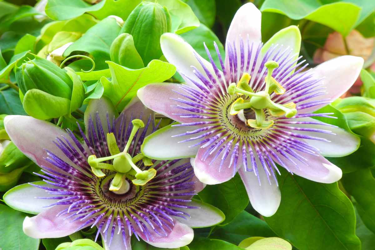 Passiflora