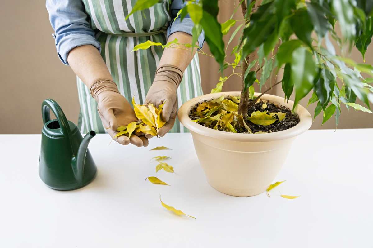 Perché il tuo Ficus Benjamin perde le foglie