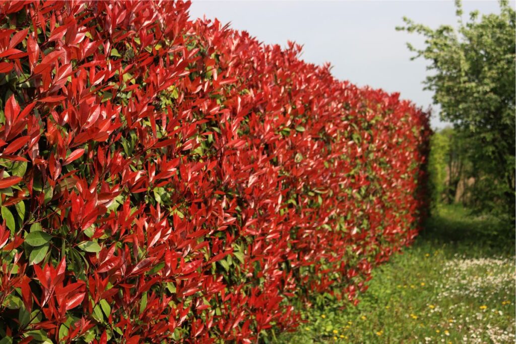 Realizza una siepe di Photinia