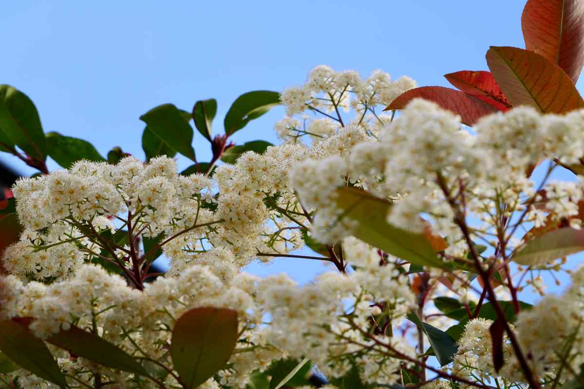 Photinia