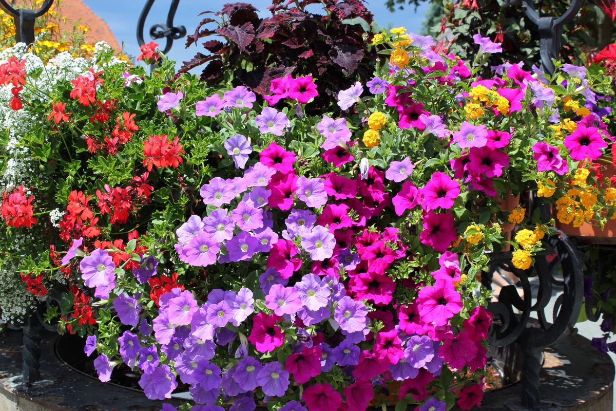 Piante per un balcone in pieno sole