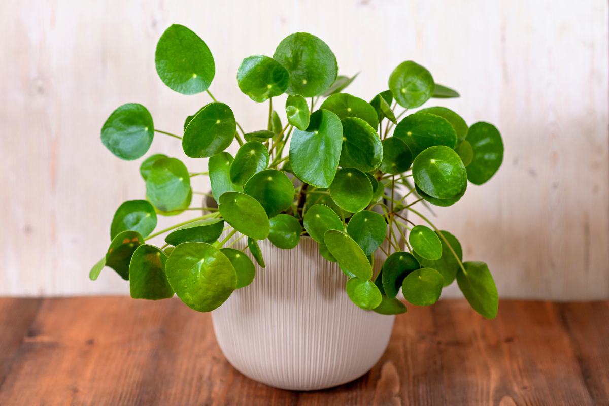 Pilea