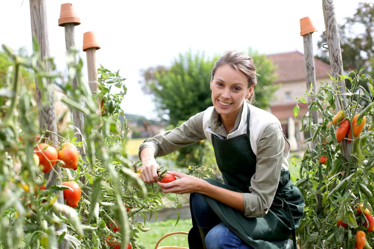 Pomodori a settembre? Ecco come prolungare la raccolta nell’orto