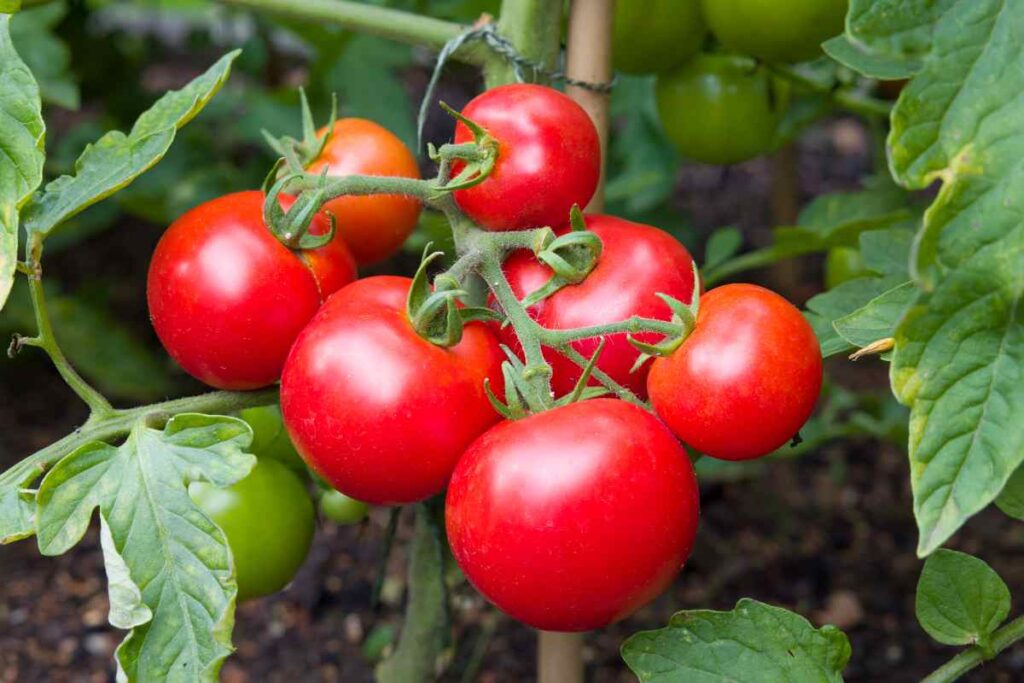 Pomodori a settembre? Ecco come prolungare la raccolta nell’orto