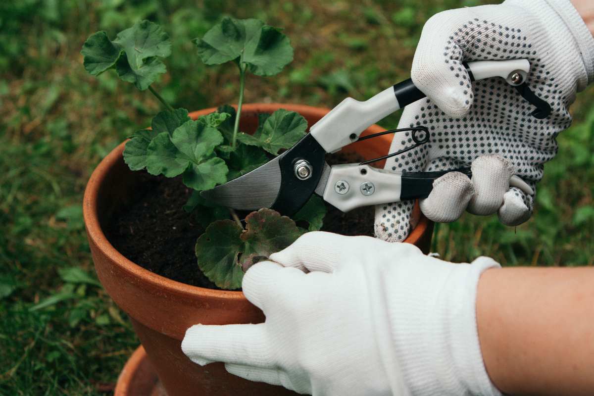 Potatura del geranio: scopri i punti giusti per stimolare nuovi rami