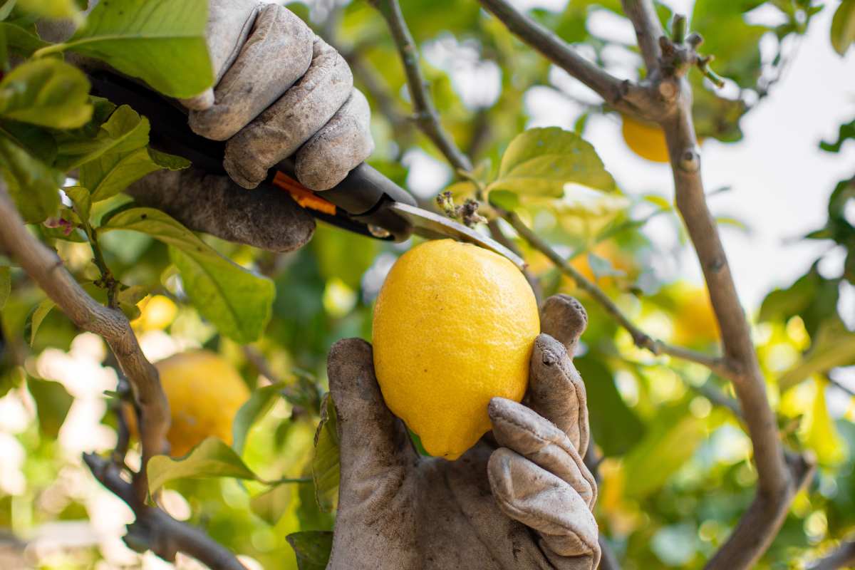 Potatura del limone: come e quando intervenire per risultati eccellenti