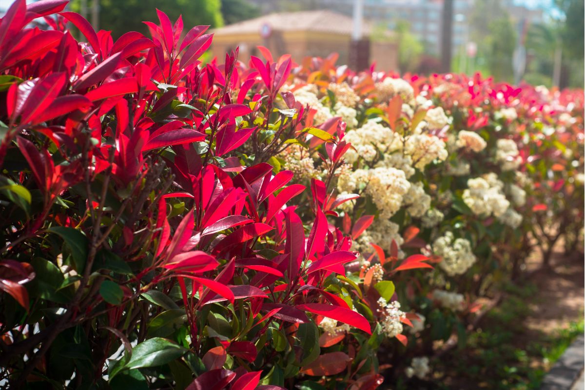 Photinia realizzare una siepe