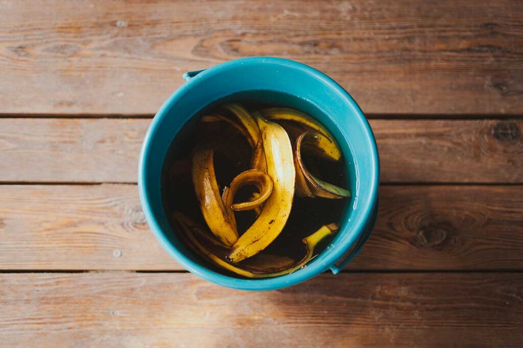 Tè alla buccia di banana come fertilizzante