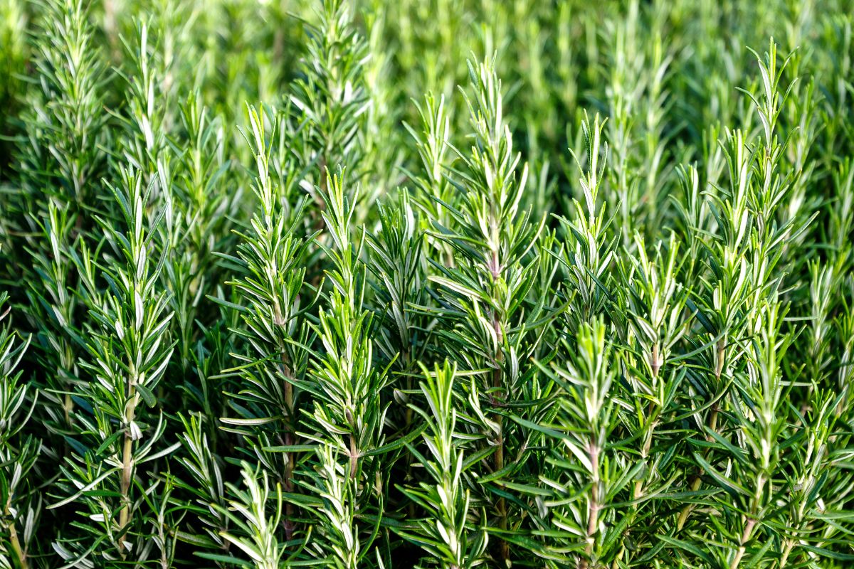 Rosmarino in giardino per siepi