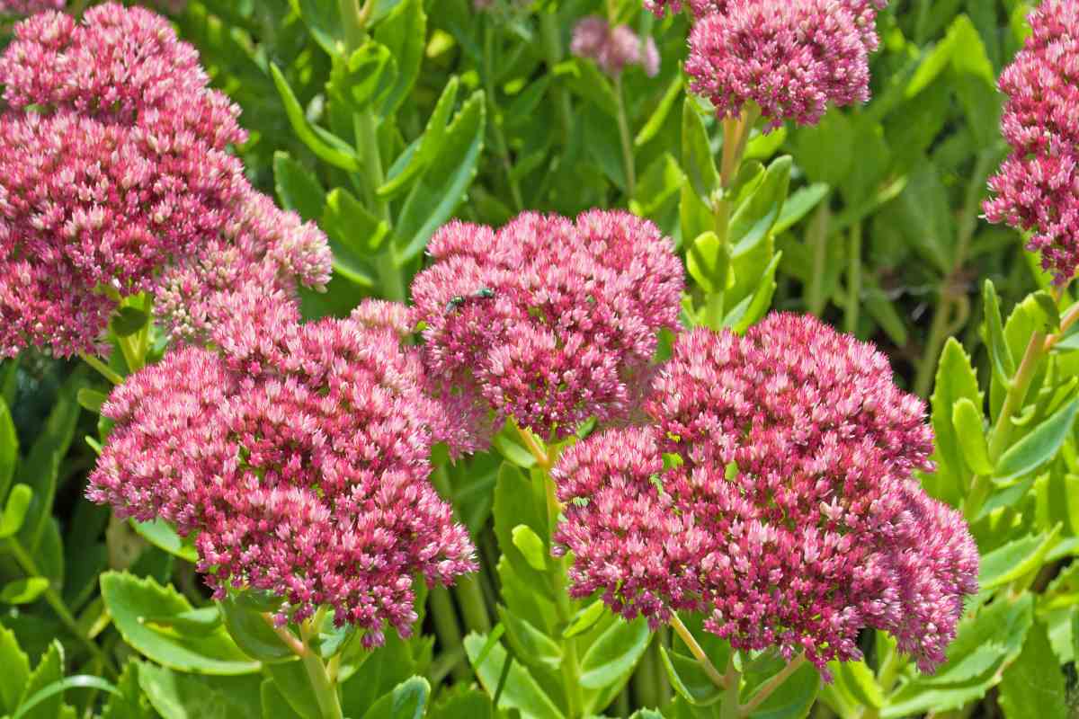 Sedum 