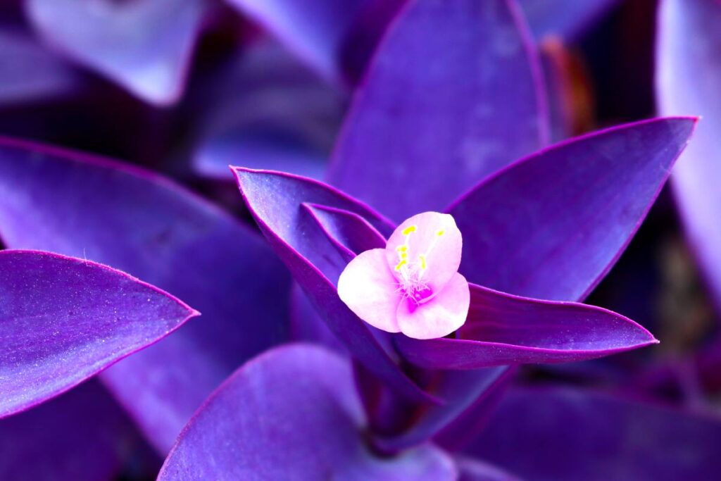 Tradescantia spathacea