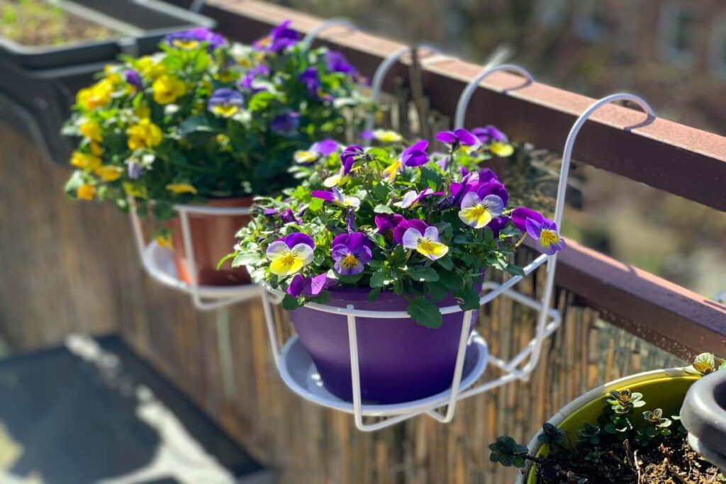 Viola del pensiero: come far fiorire questa pianta resistente in inverno