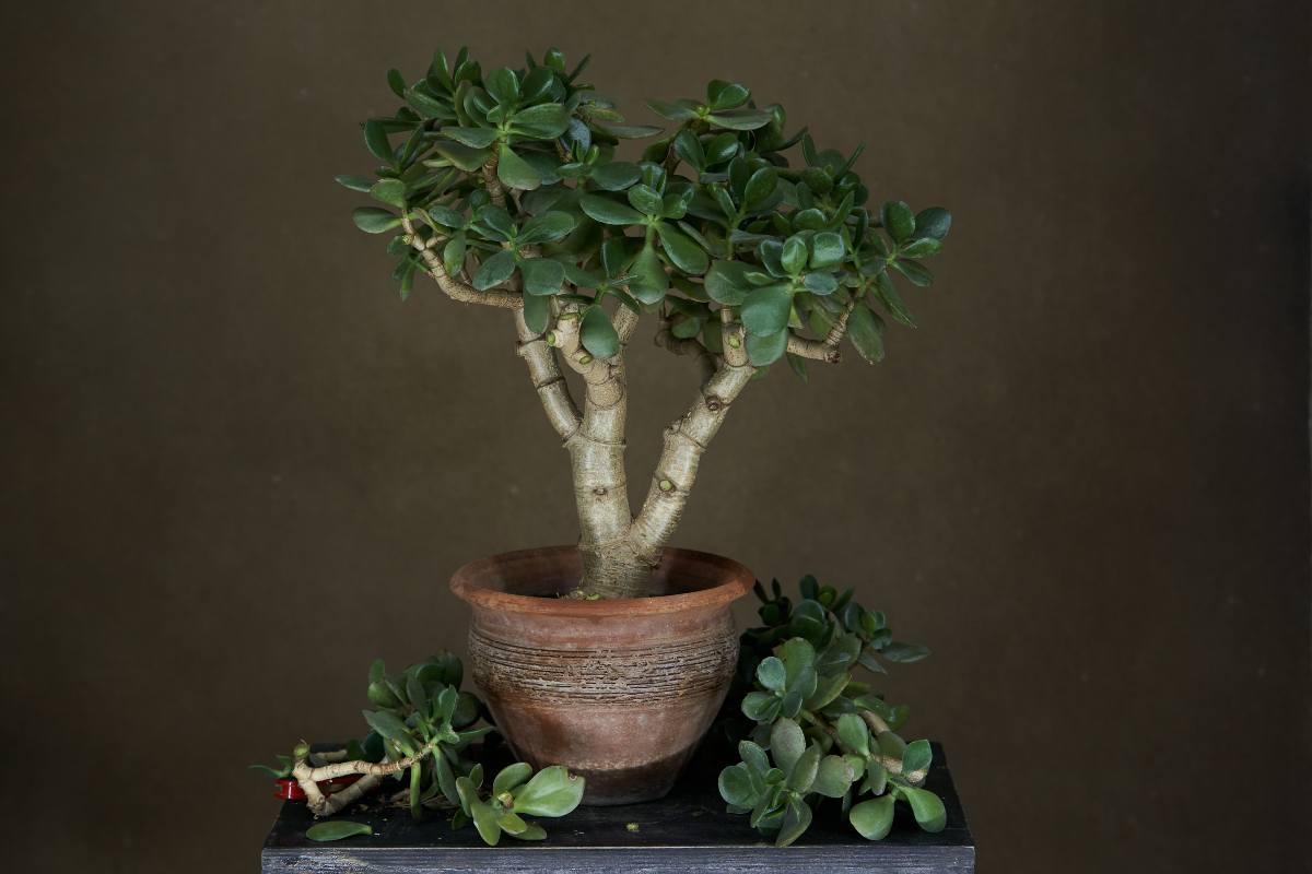 bonsai di giada