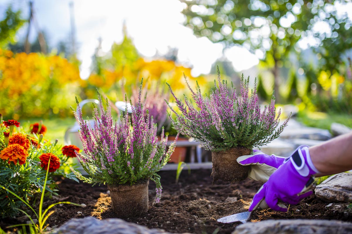 Rallegrare giardino e balcone con l'Erica, questa tipica pianta invernale da piantare in autunno