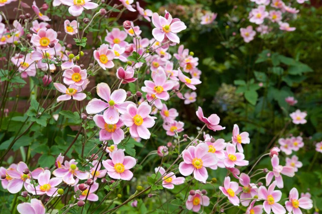 Fiori autunnali per il giardino