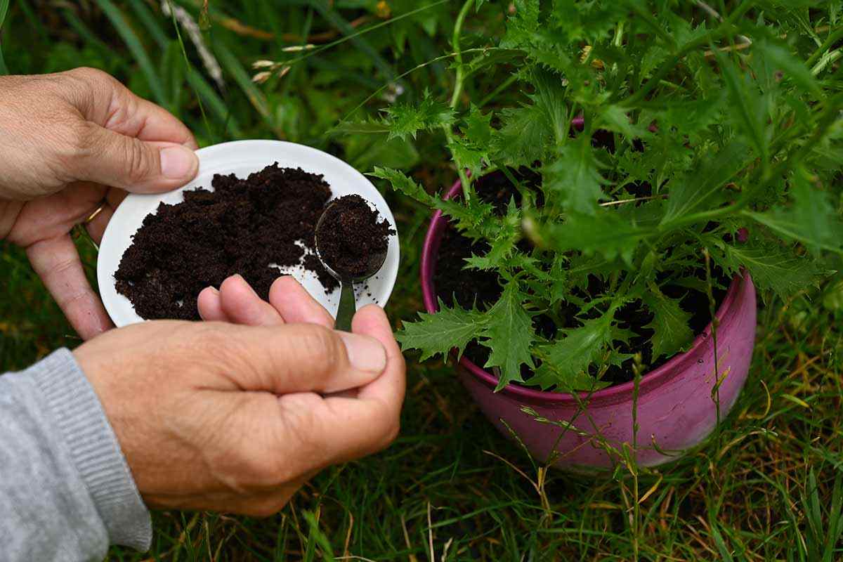 i 3 concimi naturali per le ortensie