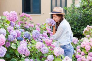 i 3 concimi naturali per le ortensie