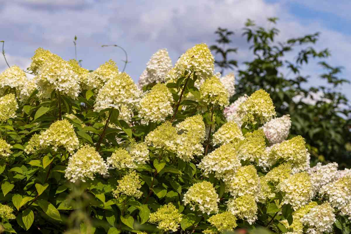 ortensia paniculata