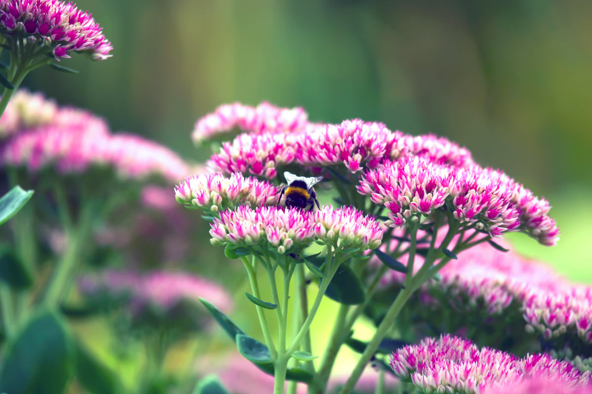 4 piante grasse fiorite e senza spine