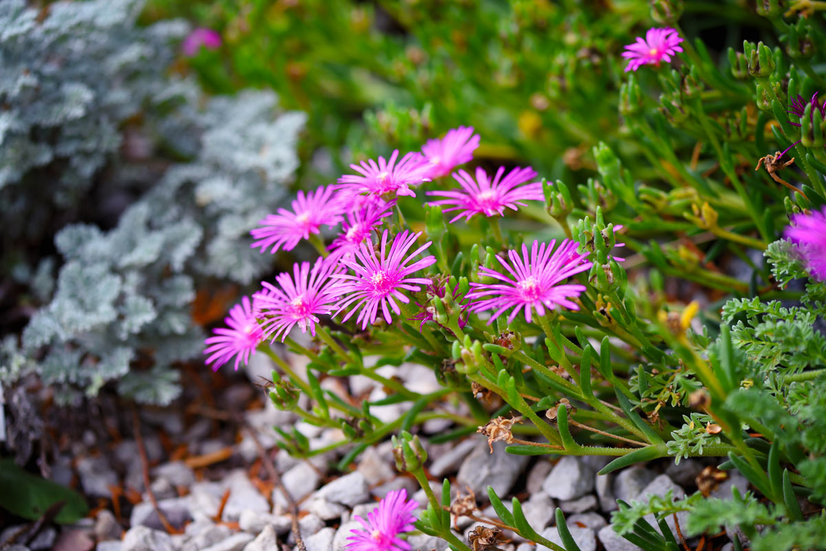 Piante grasse senza spine con fiori