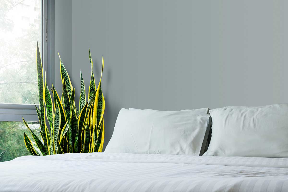 Sansevieria in camera da letto